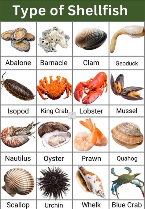 Types of Seafood: List of Seafood Names with Cool Pictures