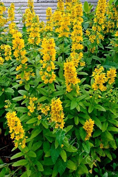 Kuva: Keltaiset perennat - kukka kukat perenna perennat keltaiset keltainen koristekasvit - Kuvatoimisto - Photostock Vastavalo.fi