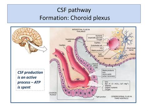 CSF Flow Pathway 的图像结果