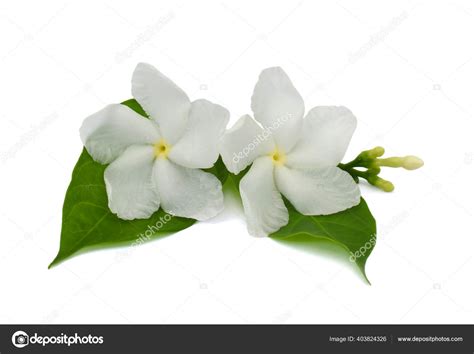 Philippine National Flower Sampaguita