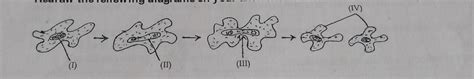 Label the following parts 1,2,3 and 4 - Brainly.in