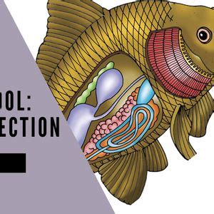 Homeschool 6th-12th Grade: Fish Dissection, 3825 W Farm Road 146 ...