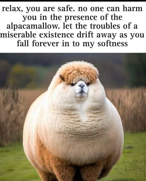 Pin by Taya Mackenzie on Animals | Funny animals, Funny animal jokes ...