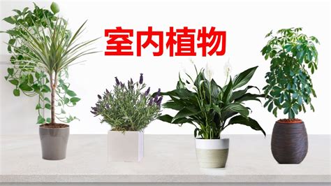 室内盆栽 室内绿植 植物设计图__PSD分层素材_PSD分层素材_设计图库_昵图网nipic.com