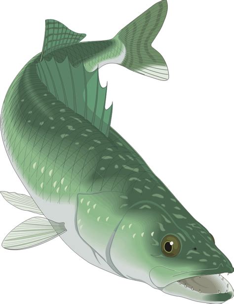 Image result for Cooked Cod Cartoon