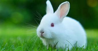 Image result for White Bunnies with Pink Flower Pictures