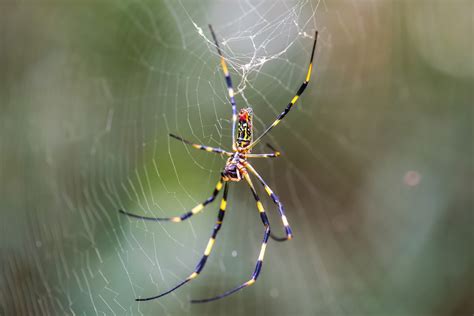 Already Entrenched In Georgia, Invasive Joro Spiders Are "Poised" To ...