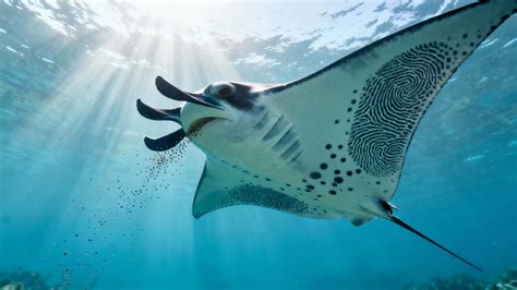 Can You Scuba Dive with Manta Rays? A Complete Guide