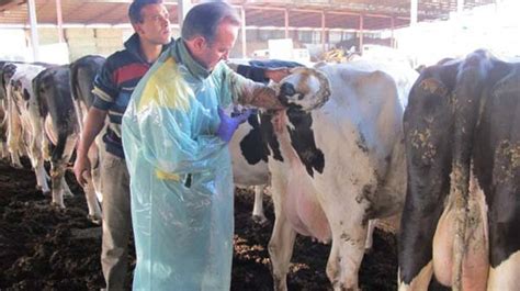 Semen sexado para la inseminación artificial de bovinos | Vía Campo