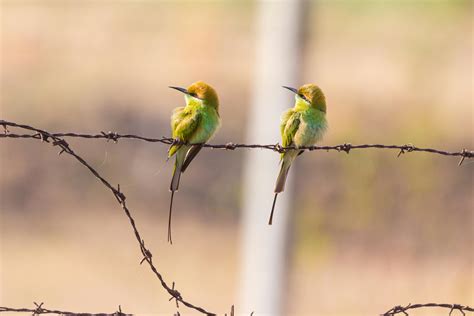 Country Pics 的图像结果