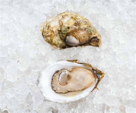 DELIVERY THIS WEEK - Island Creek Oysters | Buy Oysters Online