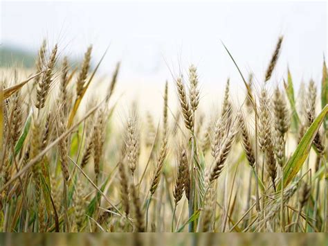 Budget 2023 Expectation: Farmers' bodies ask govt to lift export ban on ...