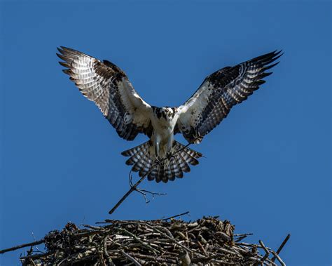 Osprey Photos, Download The BEST Free Osprey Stock Photos & HD Images