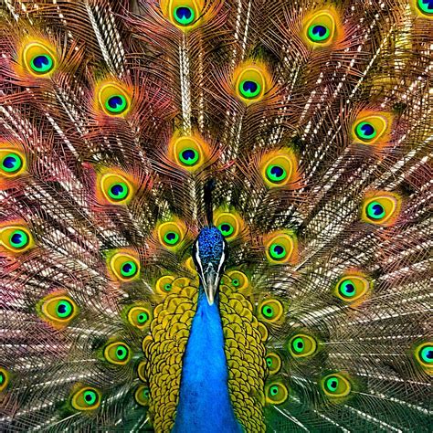 HOLLY LAKE CAMPSITES (Millsboro) - Campground Reviews & Photos ...