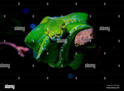 Image result for Green Tree Python Pet