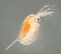 Image result for cladoceran