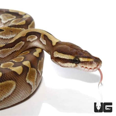 Image result for Ball Python 1 Year Old
