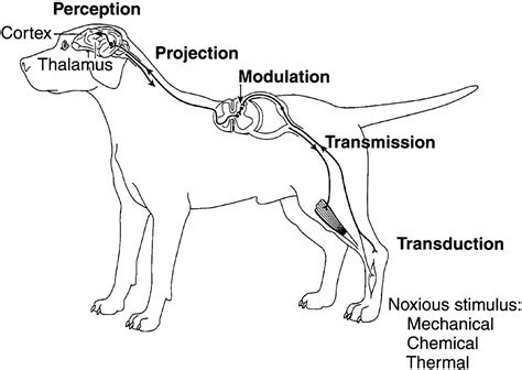 Gabapentin for Dogs: A Vet's Guide | The Rover Blog