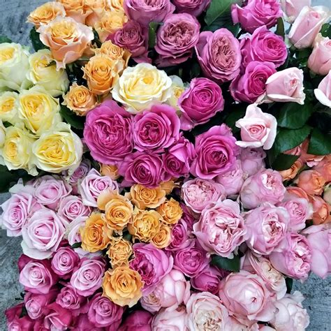 The Bloom Room of Mornington The Bloom Room of Mornington