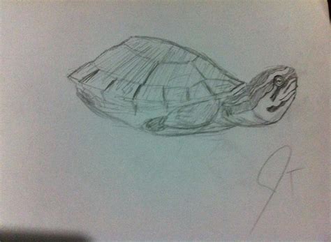 Image result for malayan box turtle setup