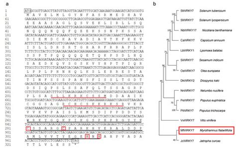 Heterologous Expression of MfWRKY7 of Resurrection Plant Myrothamnus ...