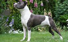 alimentazione amstaff amstaff caratteristiche fisiche alimentazione amstaff amstaff caratteristiche fisiche