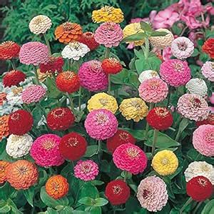 Nursery Live Rare Hybrid Zinnia " Sunbow Mixed " Exotic 30 Seeds for ...