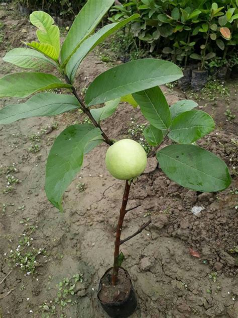 FSK Guava Plant Price in India - Buy FSK Guava Plant online at Flipkart.com