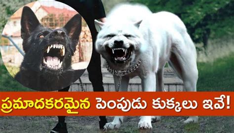 Top 5 Most Powerful And Dangerous Dogs In The World 2024 | Most ...