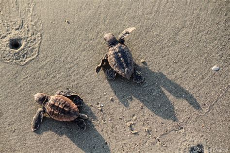 Loggerhead Sea Turtle 的图像结果