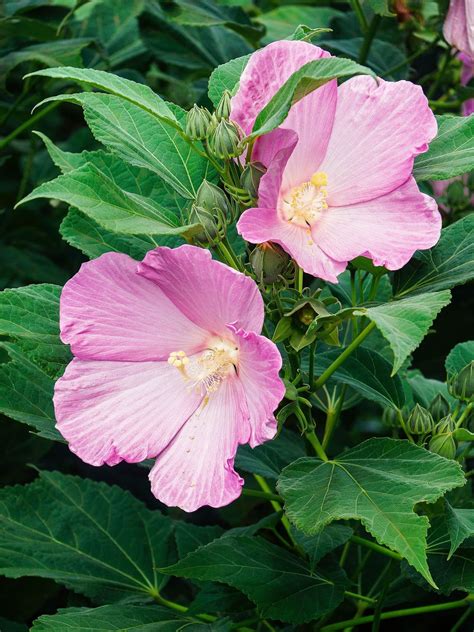 How to Grow Hardy Hibiscus—Even in Cold Climates - Garden Betty