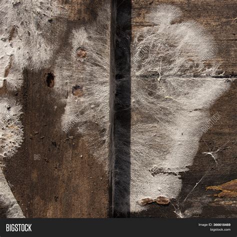 White Mold On Wooden Image & Photo (Free Trial) | Bigstock