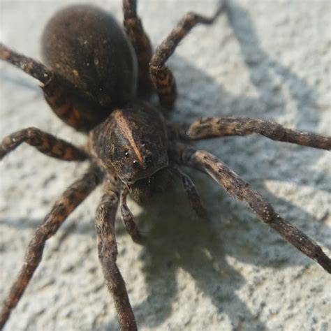 Wolf Spider, large (pregnant?) NC, USA : r/spiders