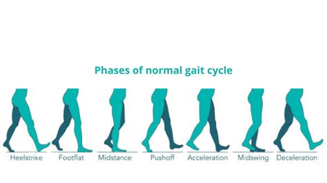 Image result for Contralateral Gait