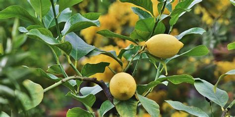 Image result for Lemon Tree Pruning