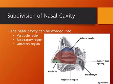 Nose and nasal cavity anatomy | PPTX