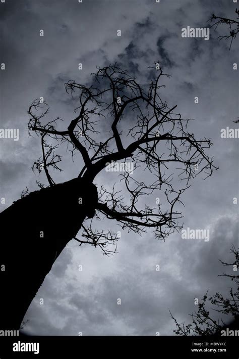 Image result for Dramatic Tree Images
