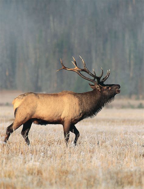 Elk Animal