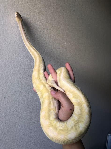 Image result for Crystal Ball Python