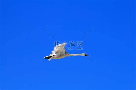 飞翔的天鹅高清图片下载_红动中国