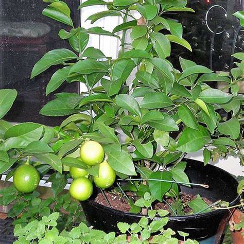 Nimboo, Lemon Tree - Plant – Loveforplants