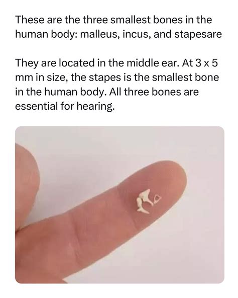 Exploring Science for Learning and Education | Located in the middle ...