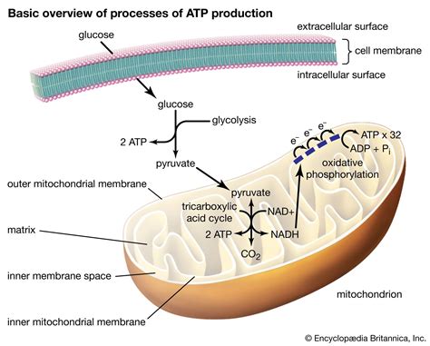Rezultat imagine pentru ATP Process