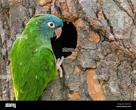 Blue crowned conure birds hi-res stock photography and images - Alamy