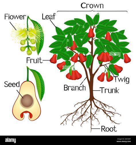 Parts of rose apple plant on a white background Stock Vector Image ...