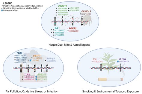 The Genetic Factors of the Airway Epithelium Associated with the ...