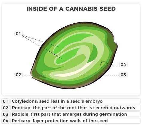 Cannabis Seeds Won’t Germinate? — Troubleshooting Guide – Bud Billions ...