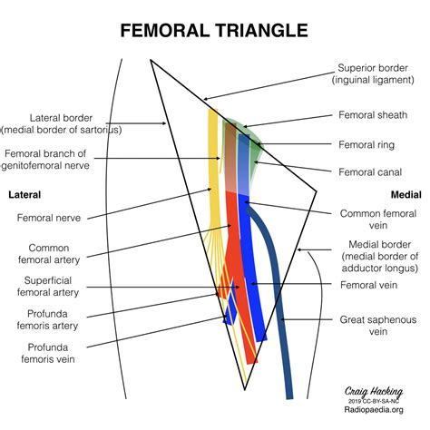 Femoral triangle