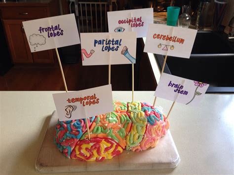 DIY Brain Model Projects 的图像结果