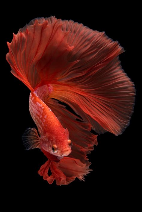 Goldfisch Bilder - Kostenloser Download auf Freepik